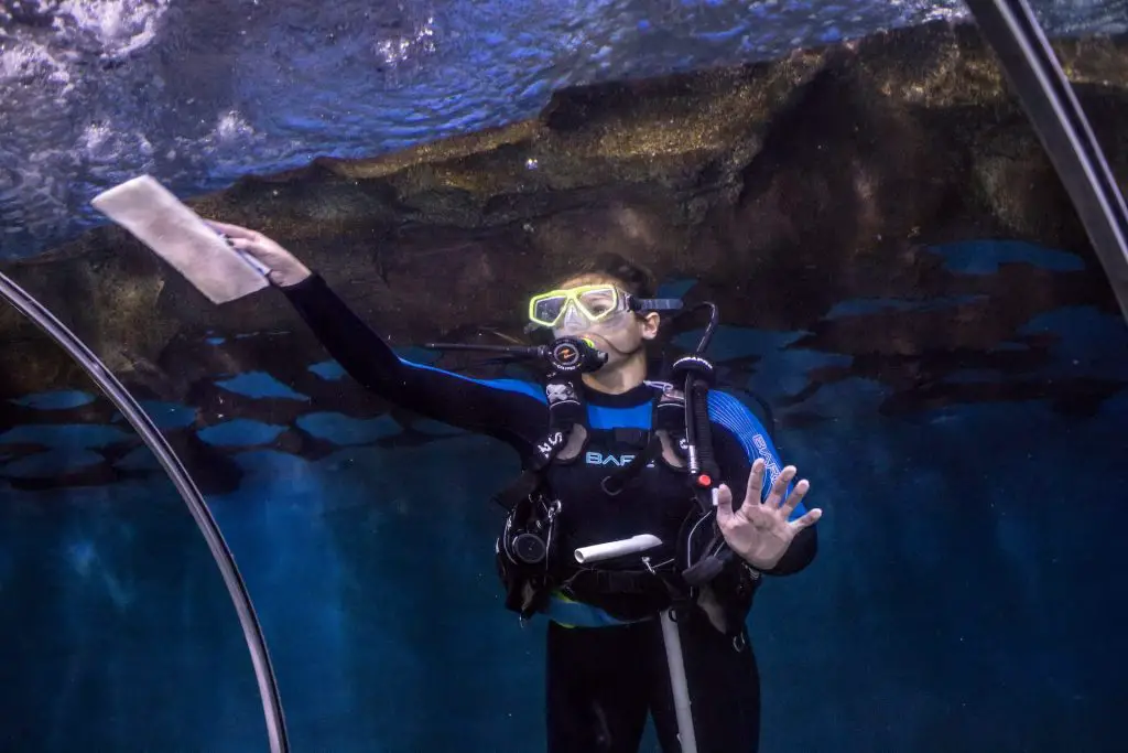 "Staff Divers  Cleaning a big Aquarium of Great Cleveland Aquarium"