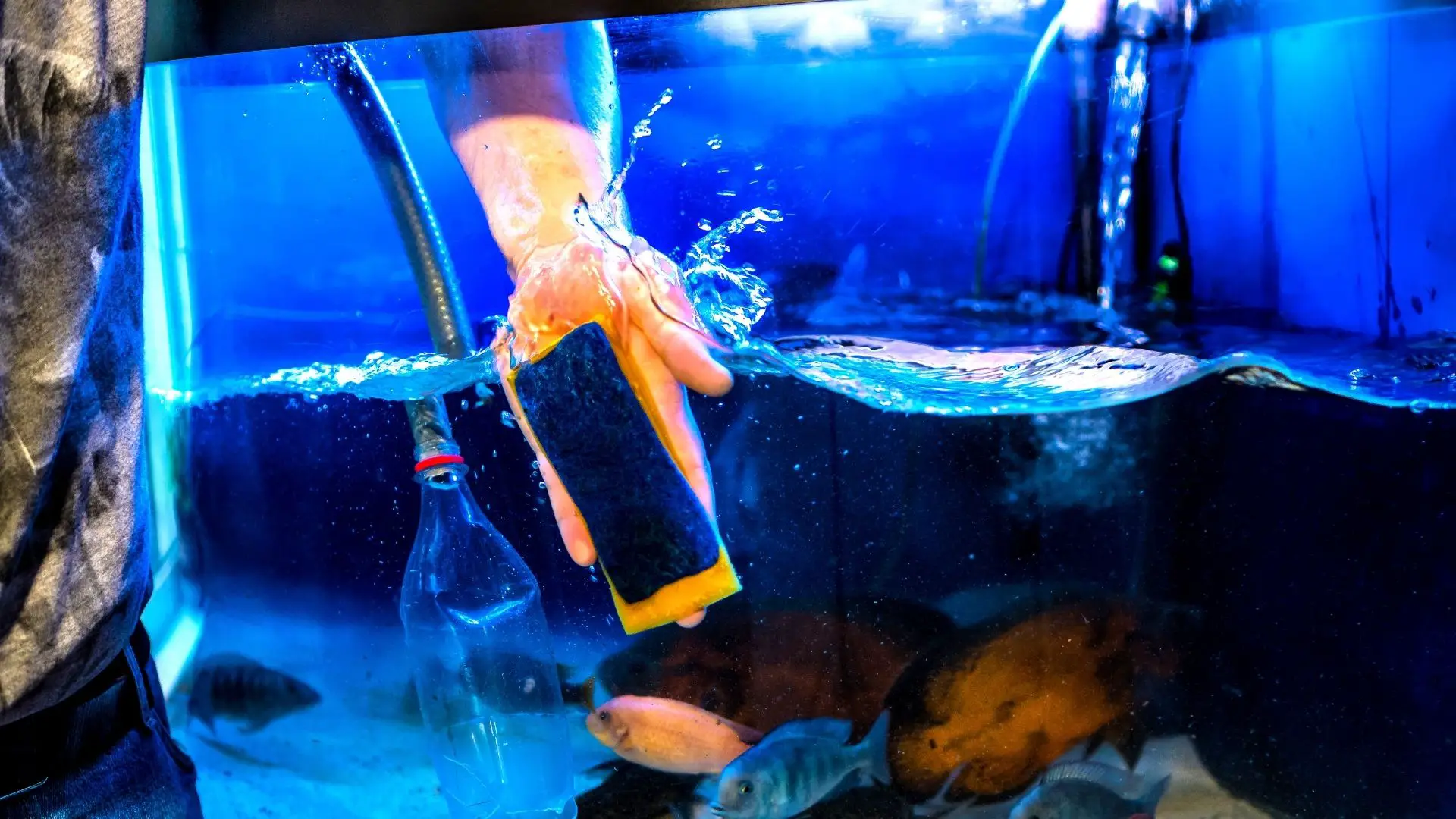 how to clean fish tank glass