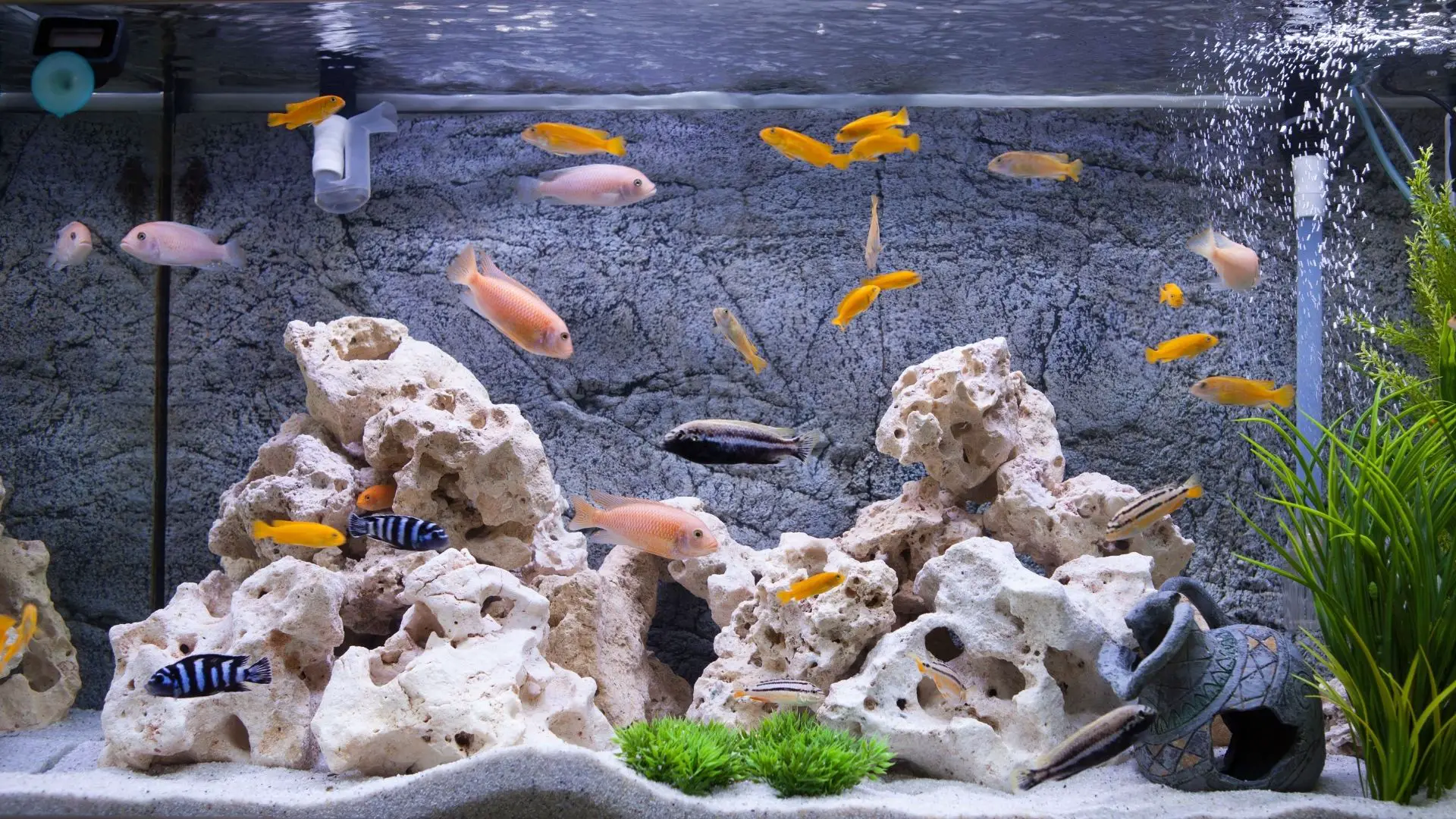 Best Fish Tank Filters