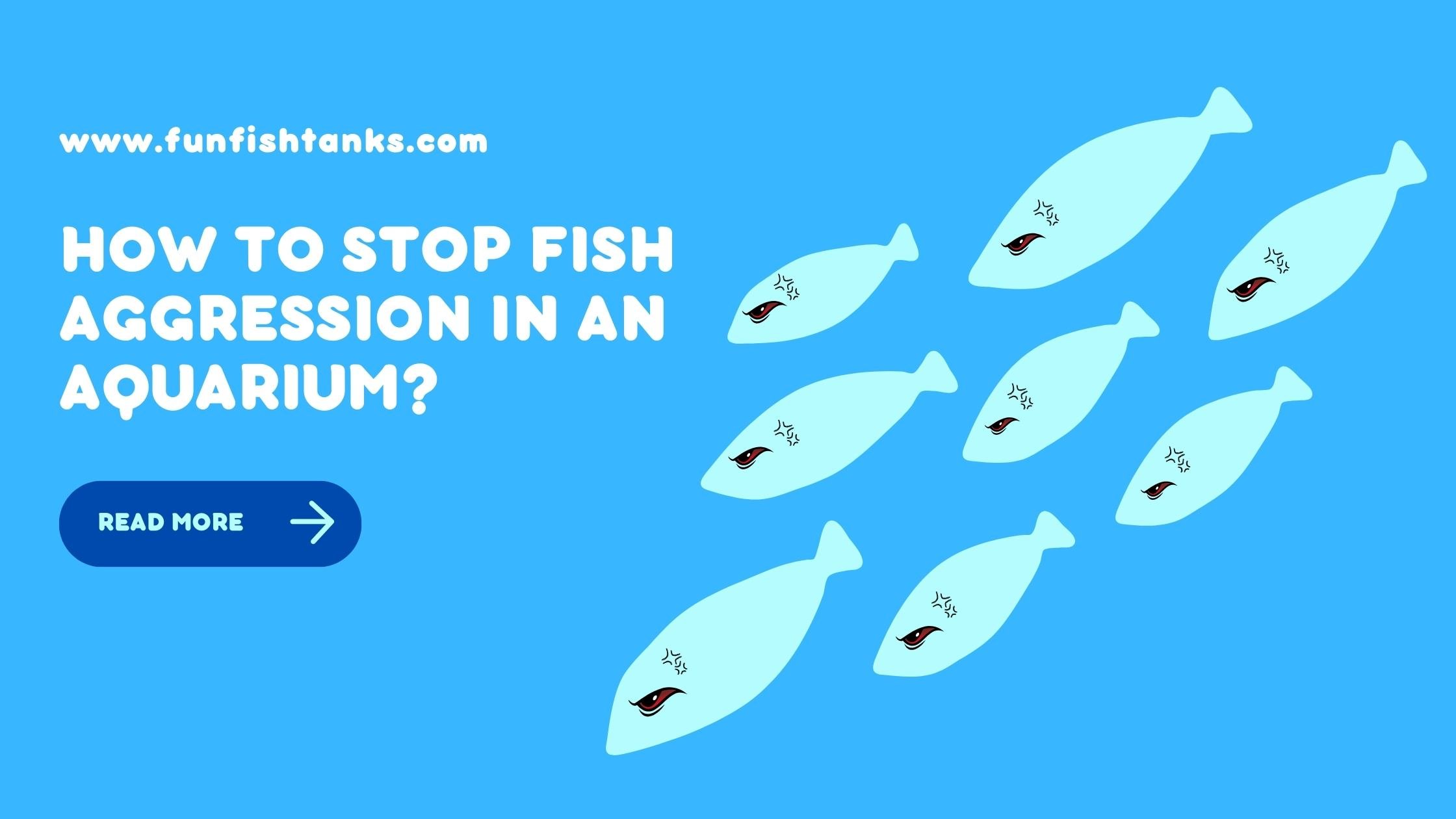 How to Stop Fish Aggression in Aquarium