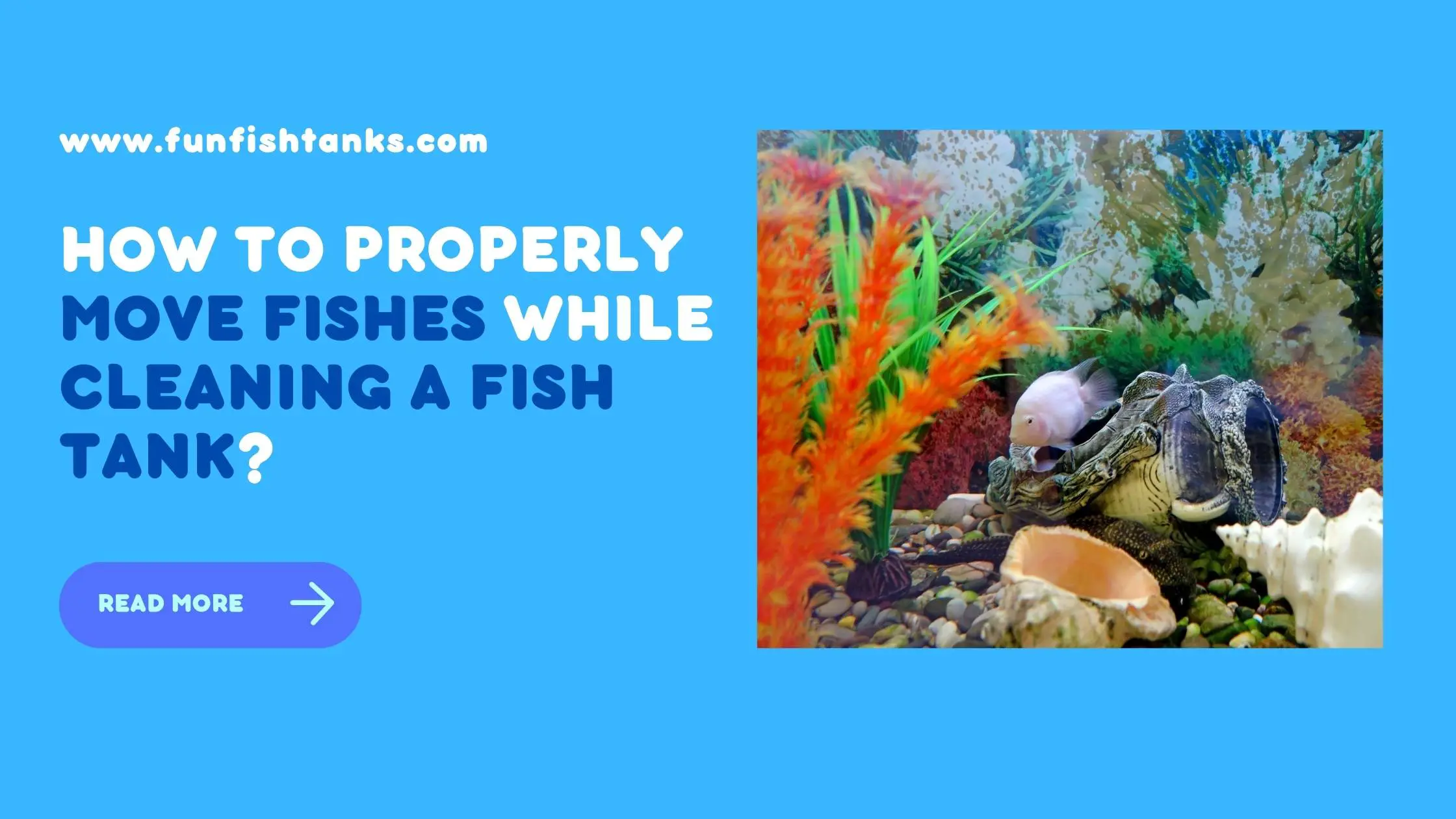 How to properly Move Fishes While Cleaning a Fish Tank