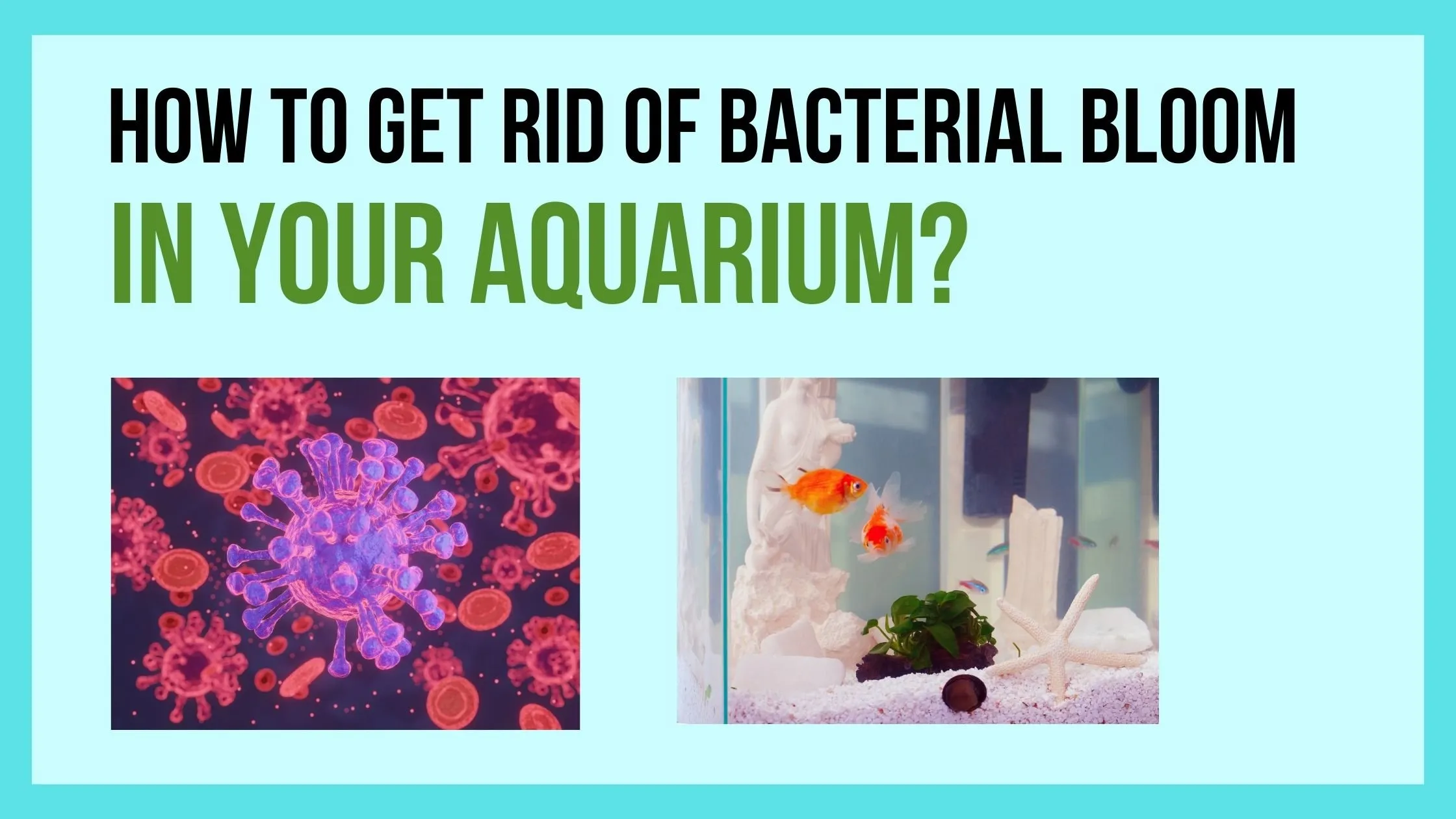 how to get rid of bacterial bloom