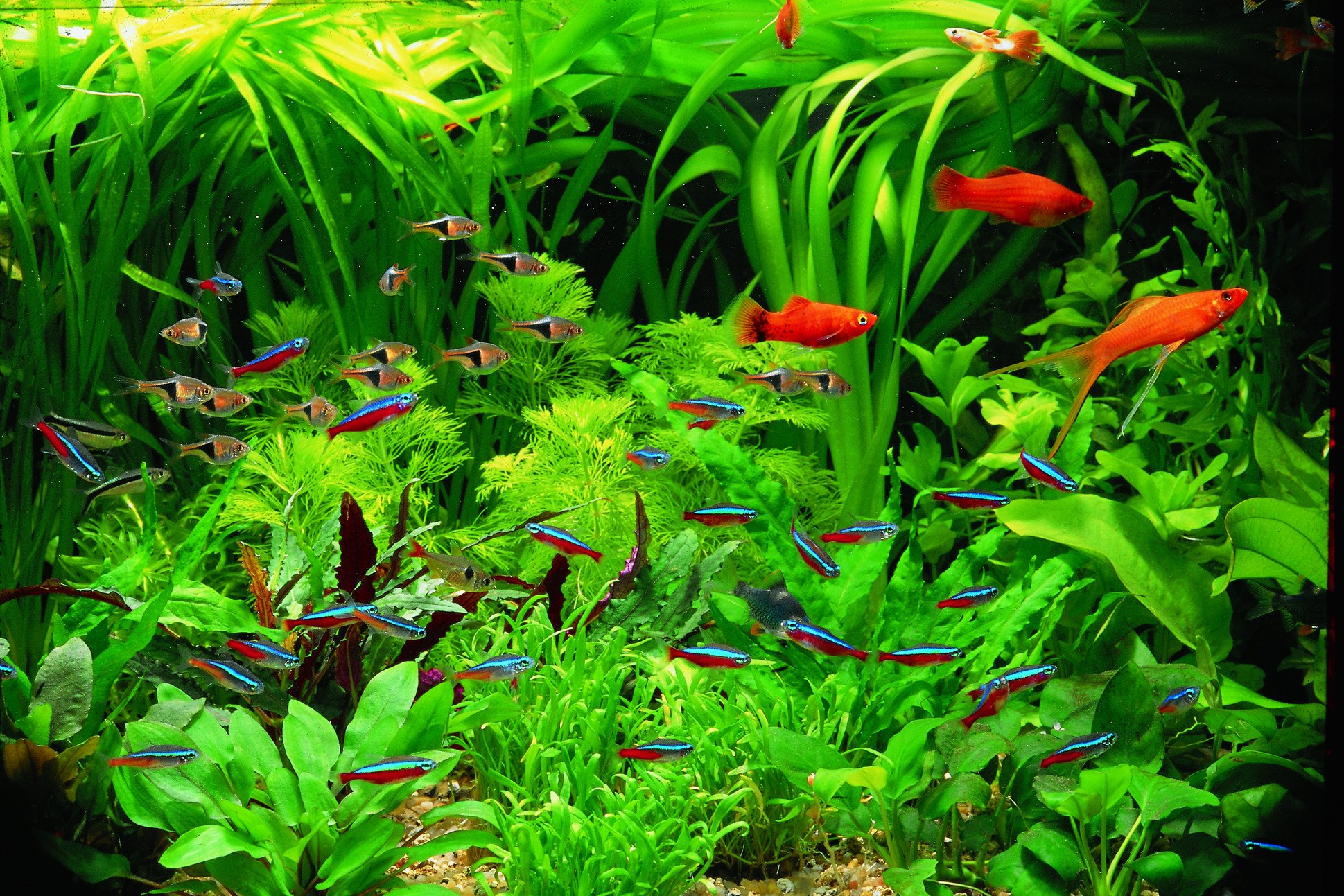 How to Maintain Plants in an Aquarium