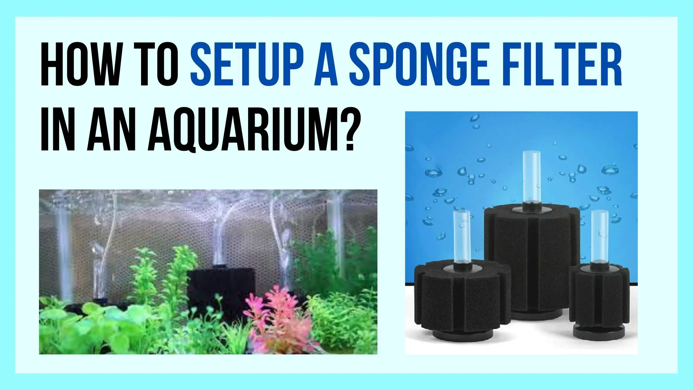 How to Setup a Sponge Filter in an Aquarium