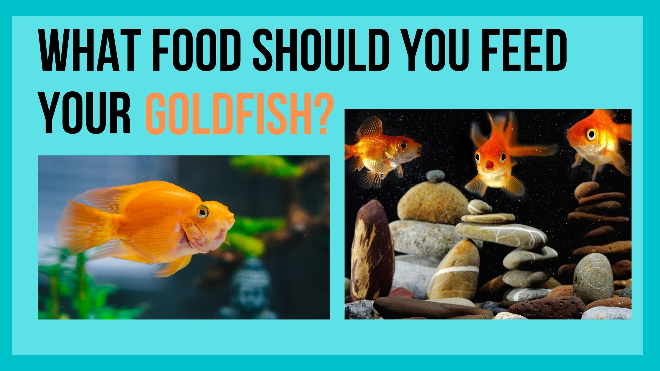 What Food Should you Feed Your Goldfish