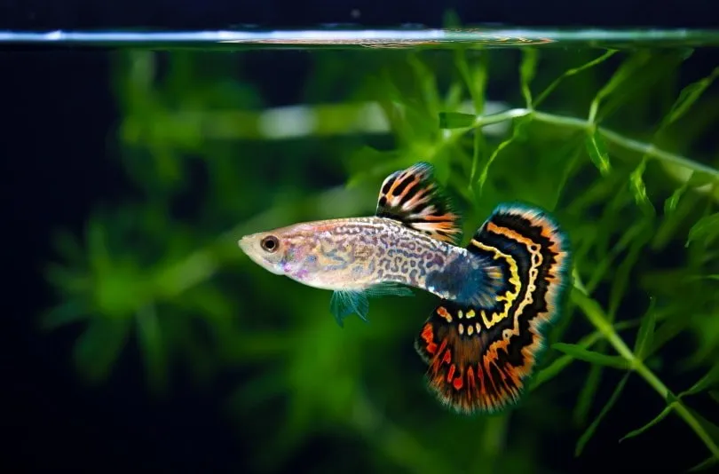 Top 7 Best Fishes to Keep With Betta