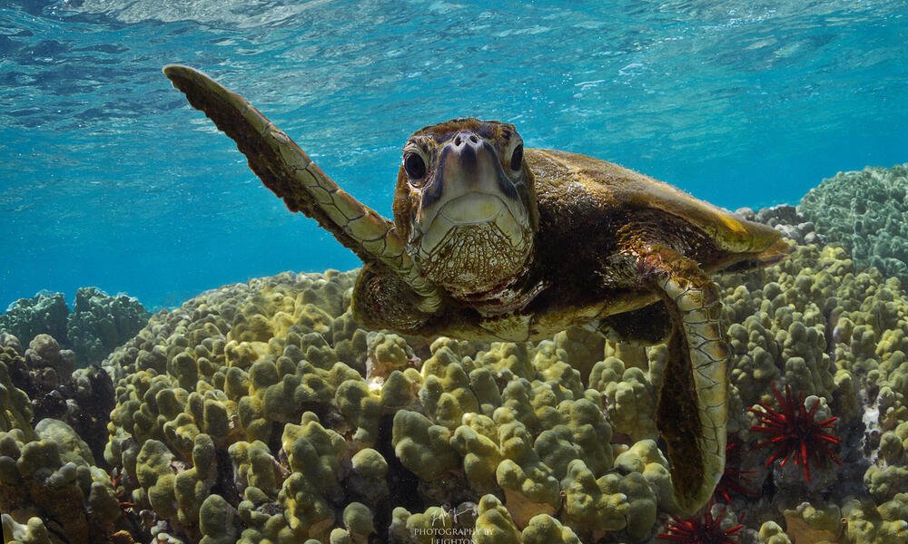 How Long Can Sea Turtles Stay Underwater?