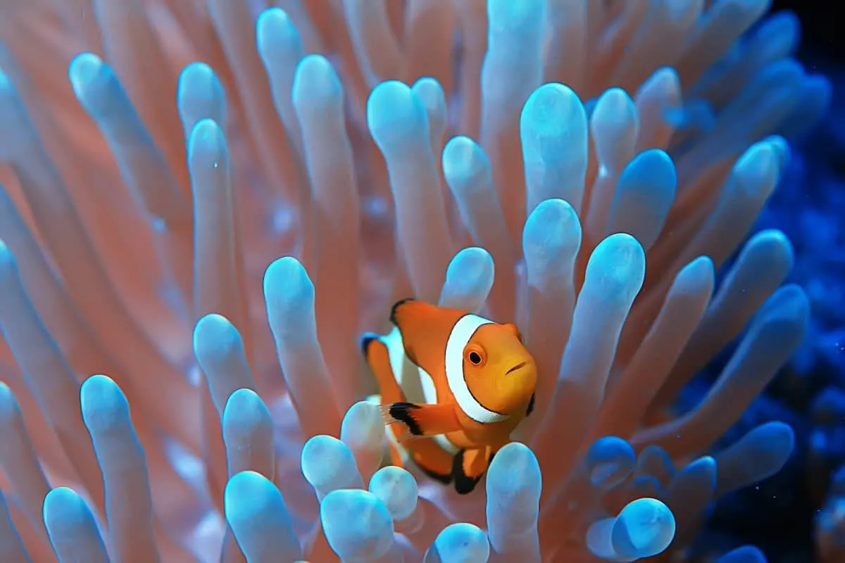 How to Get Your Clownfish to Host an Anemone