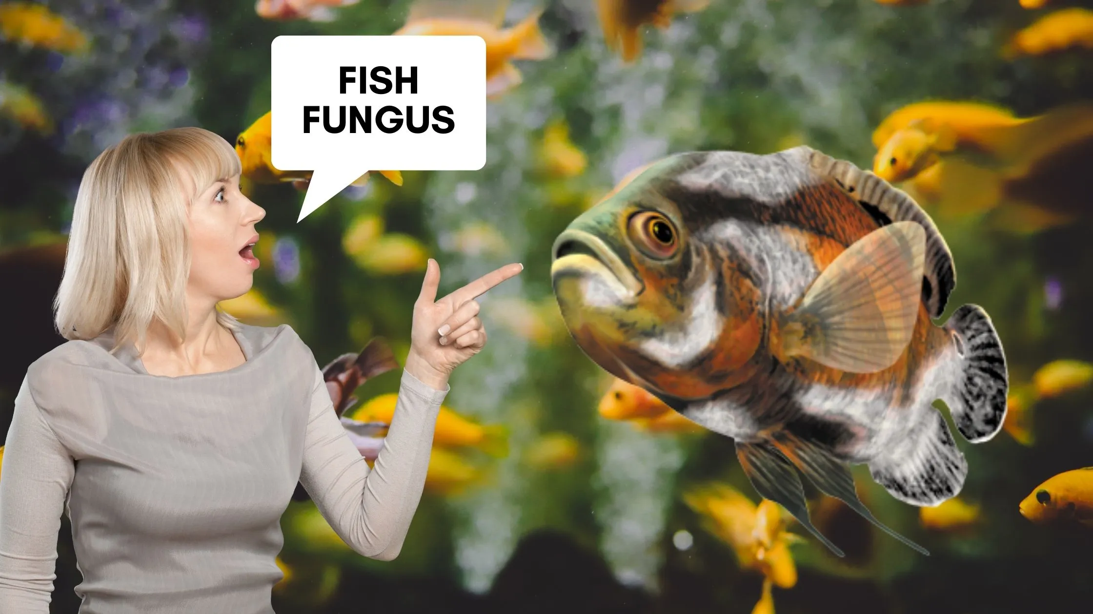 How to Cure Fish fungus