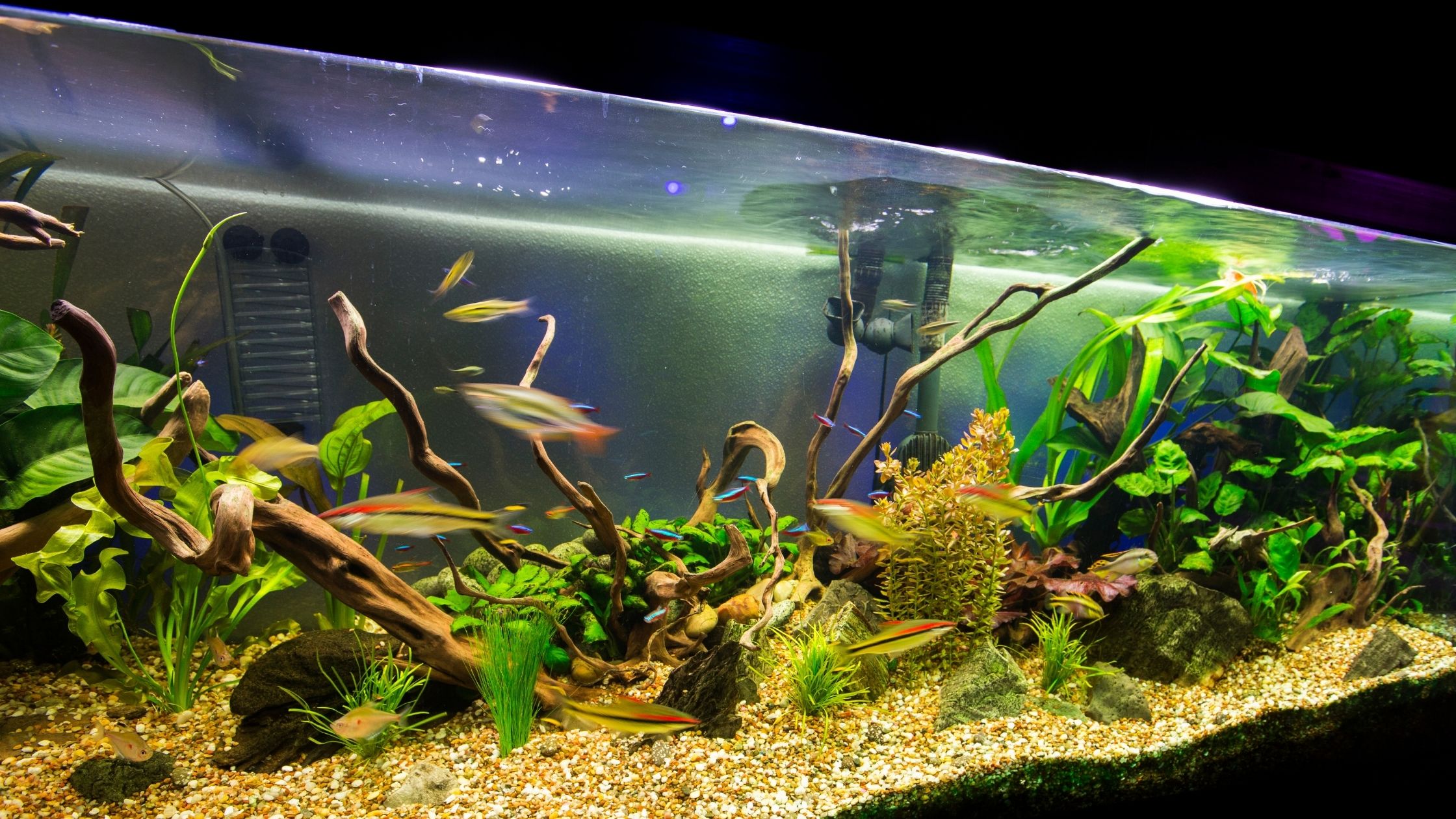 How To Sanitize Driftwood For Aquariums