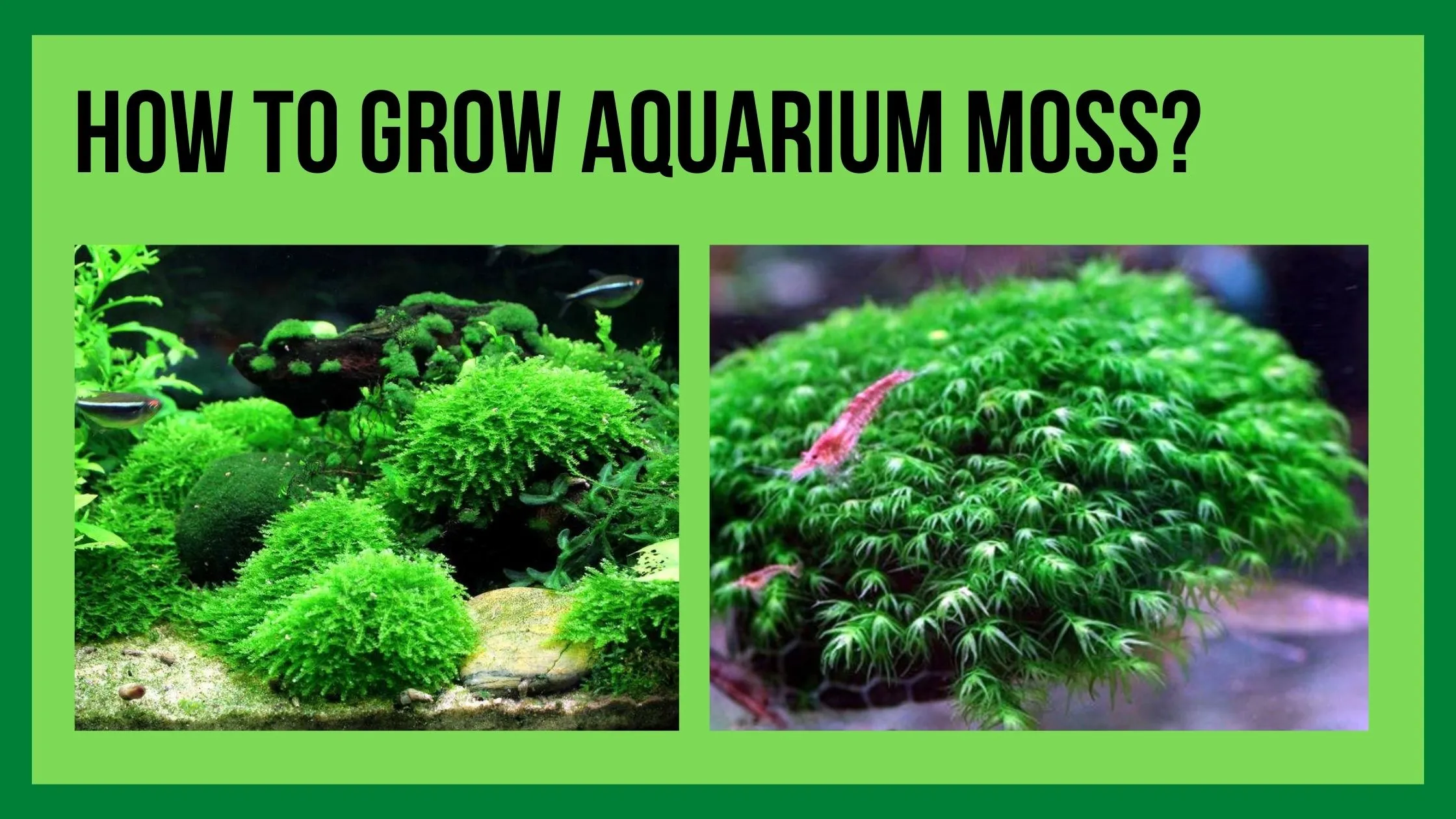 How to Grow Aquarium Moss?