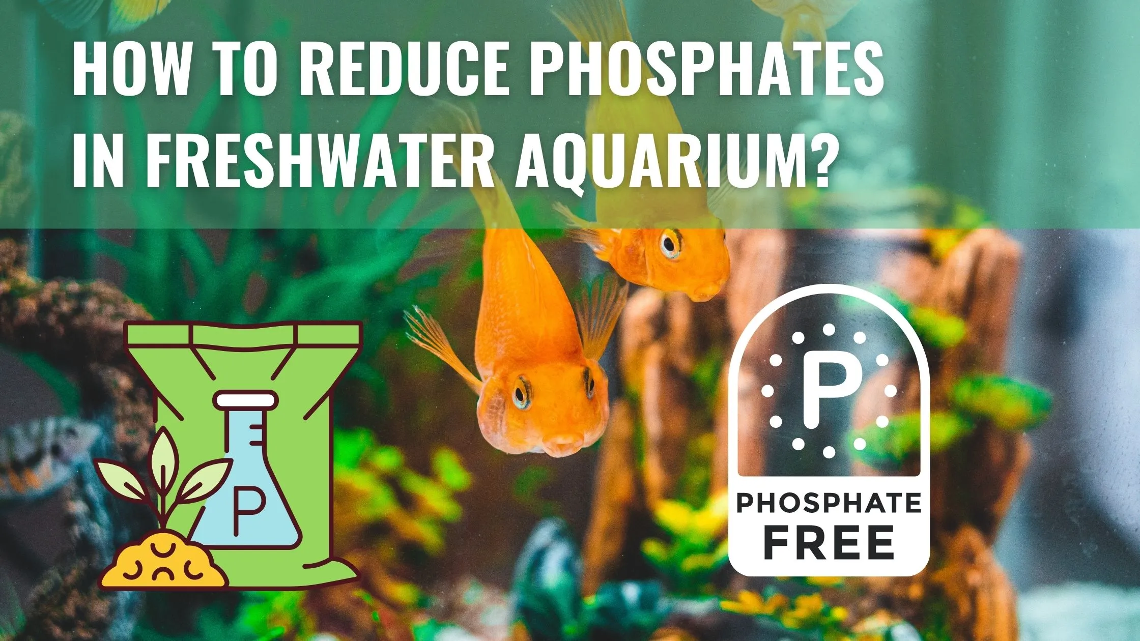 How to Reduce Phosphates in Freshwater Aquarium