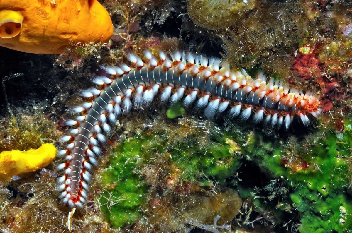 How to Get Rid of Bristle Worms