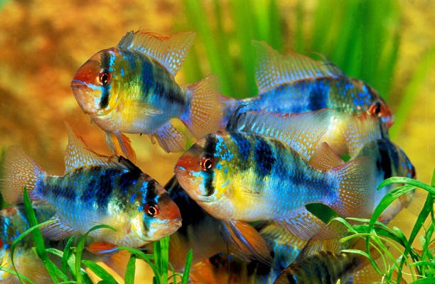 WHAT DO SOUTH AMERICAN CICHLIDS EAT?