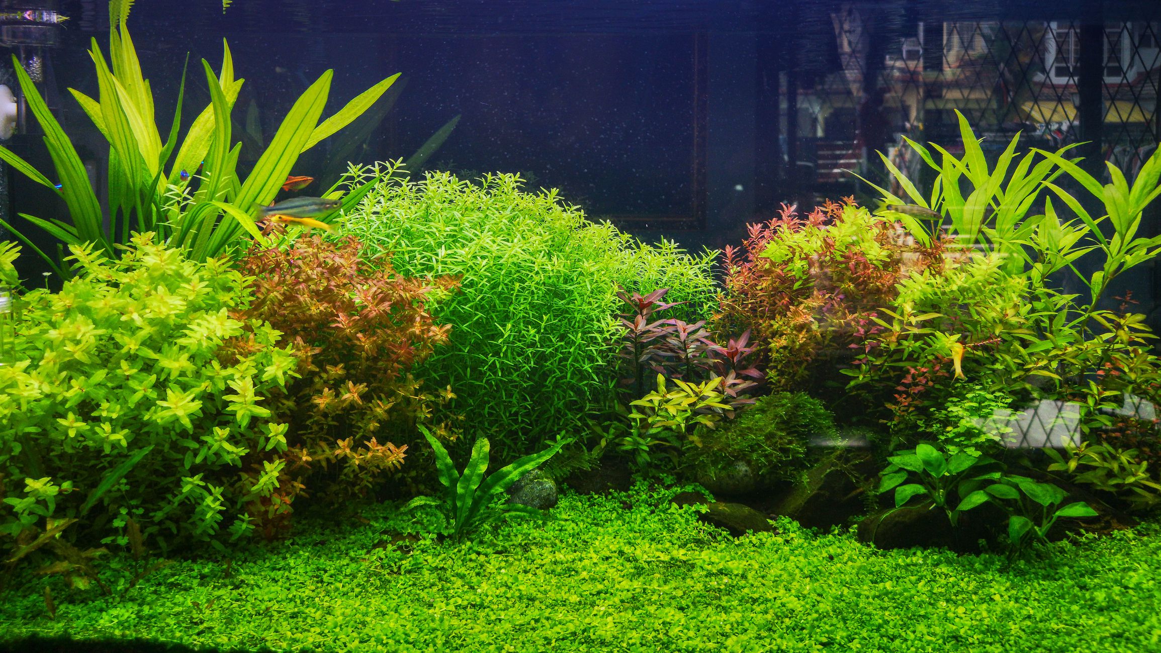 How to Choose Aquarium Plants for your Aquarium