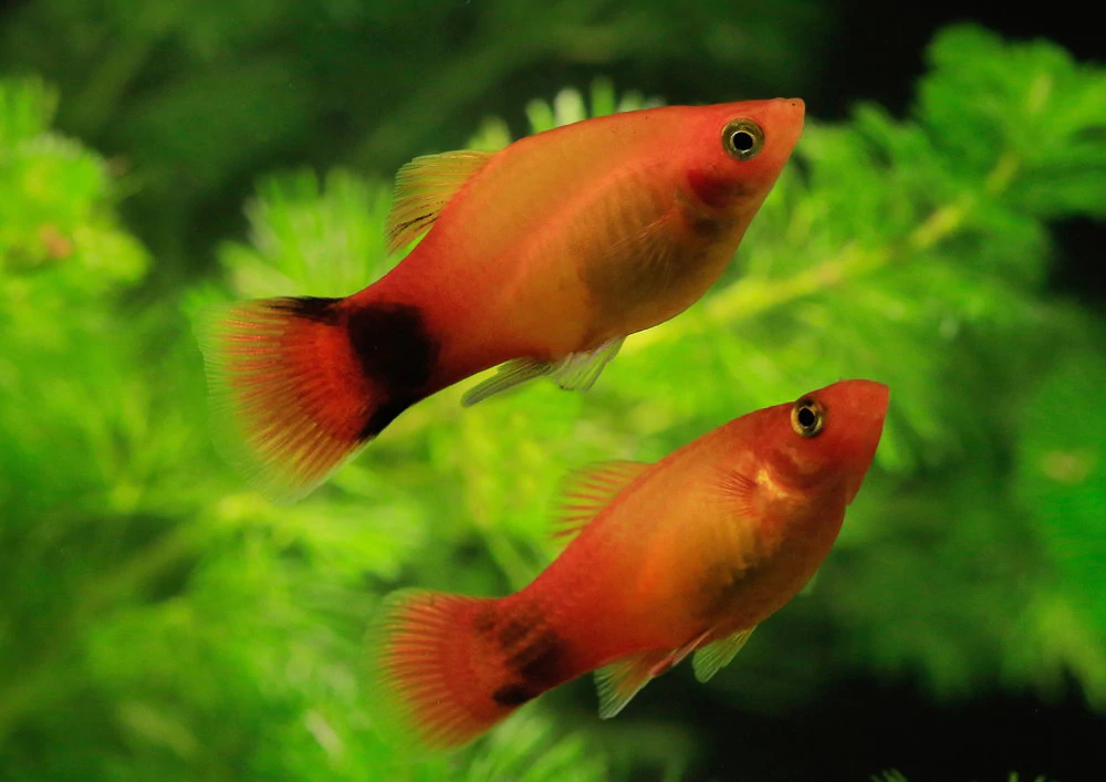 How To Tell The Difference Between Male And Female Platys