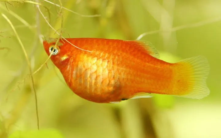 How Long Are Platy Fish Pregnant?