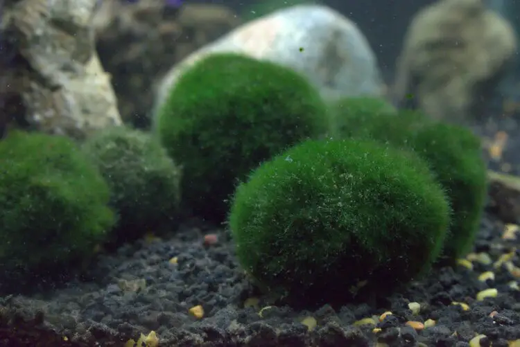 Benefits of Having Moss Balls in Your Aquarium