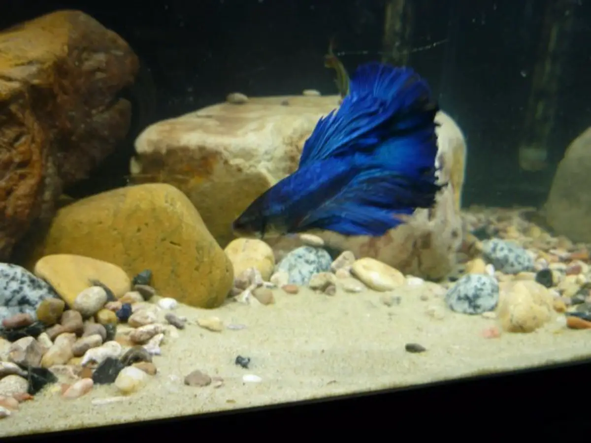 Is Sand a Suitable Substrate for Aquariums