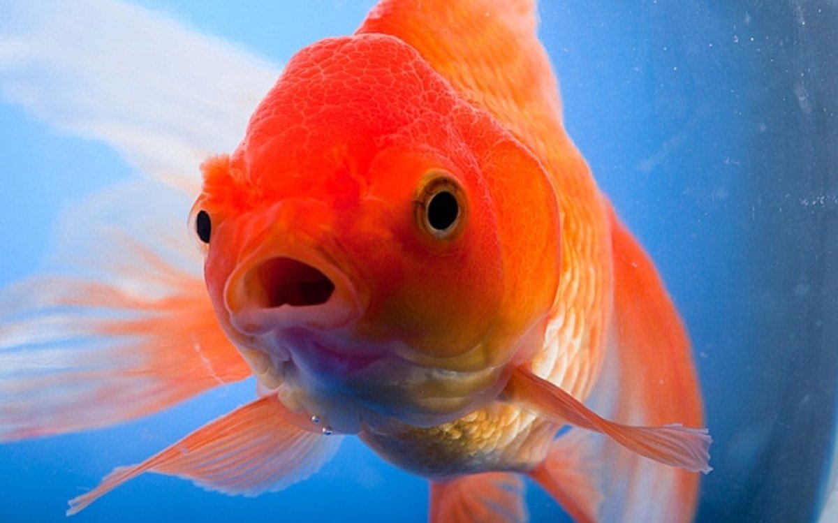 Causes of Fish Stress