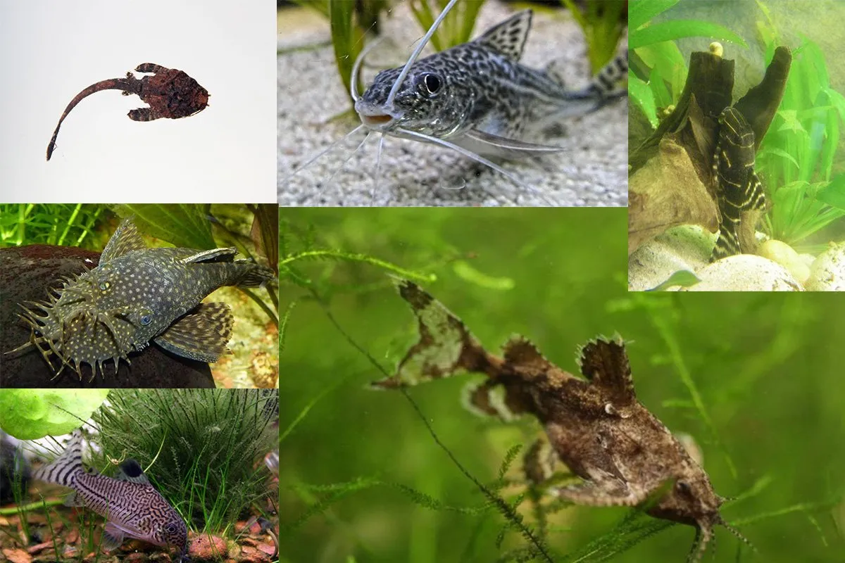 15 Types of Freshwater Aquarium Catfish Species 