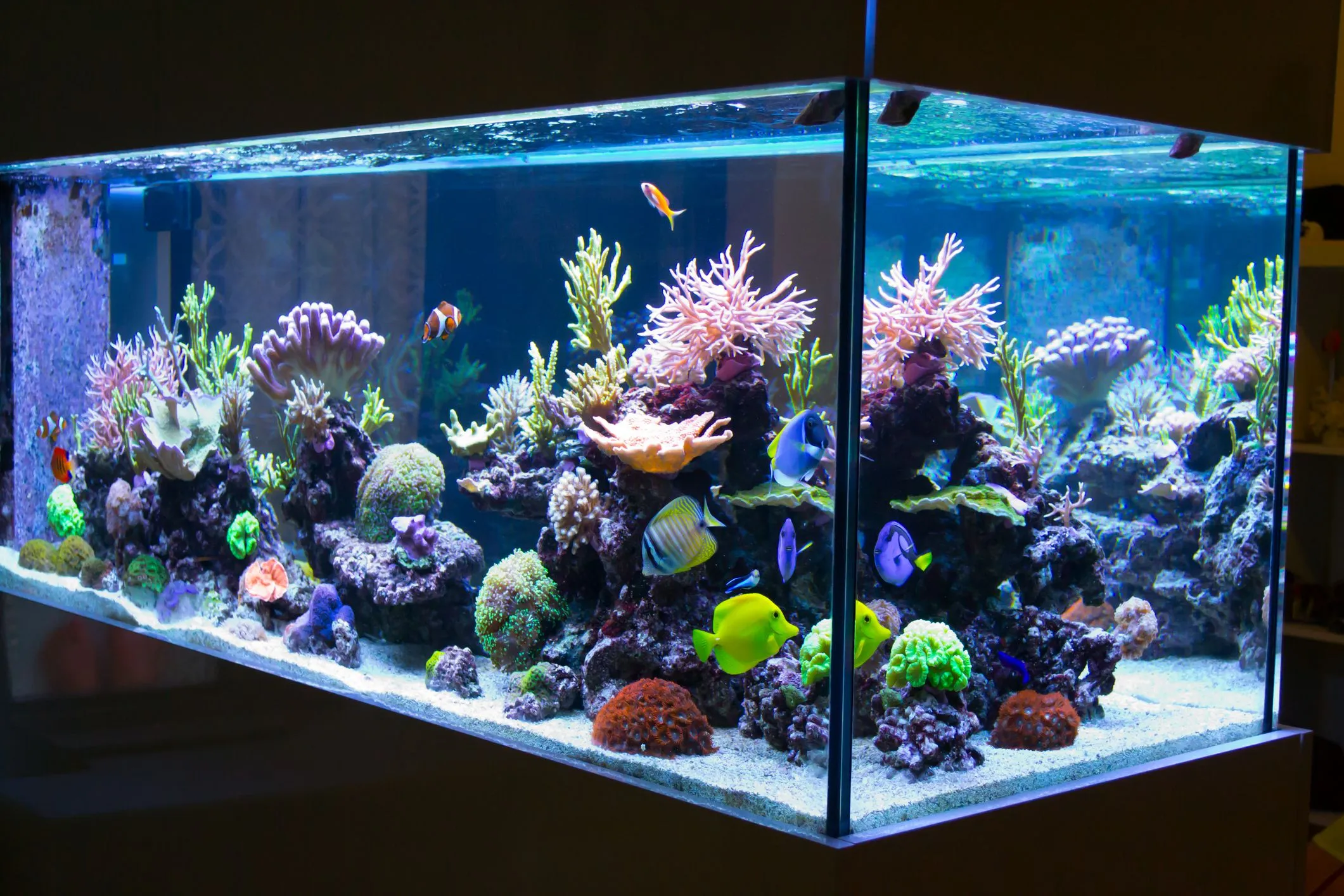 How Long Should I Leave My Aquarium Light On