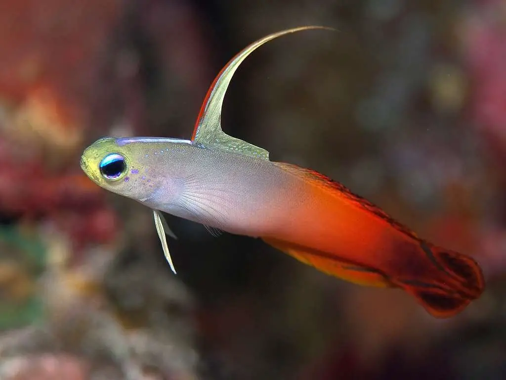 Firefish Goby: Diet | Size | Care | Lifespan | Cost