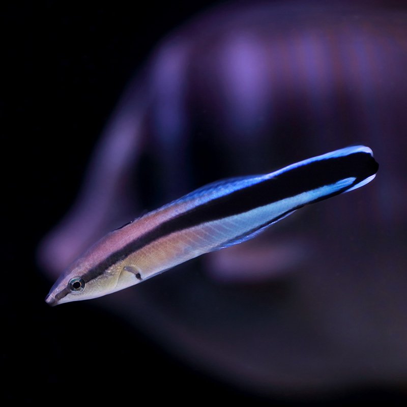 Cleaner Wrasse: Diet | Size | Breeding | Sexing | Cost