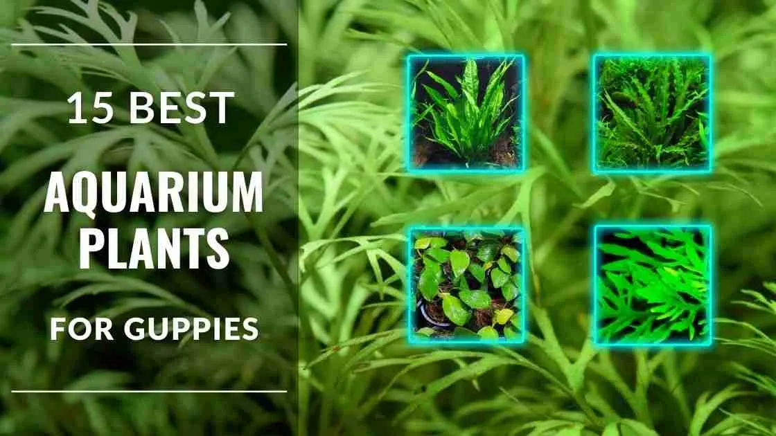 15 Best Aquarium Plants For Guppies