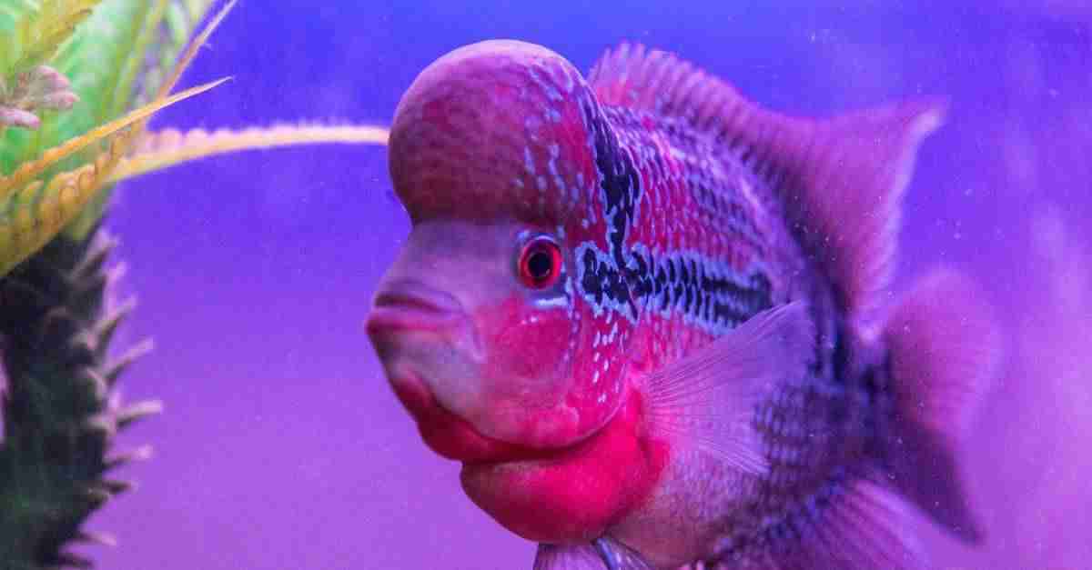 How to breed Flowerhorn Cichlids in your Aquarium?
