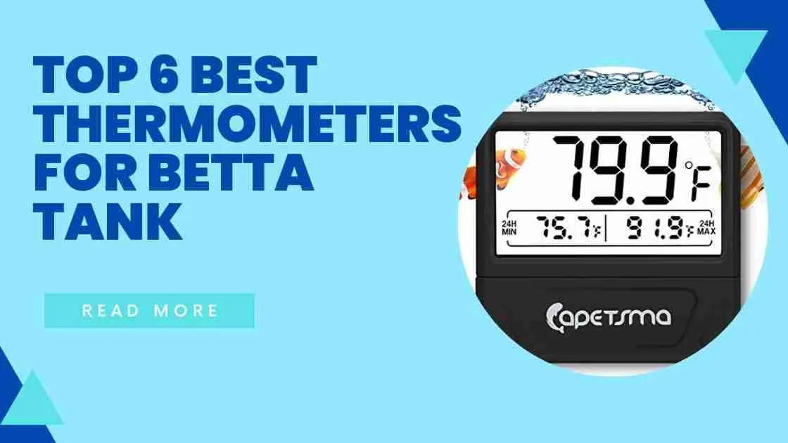 Top 6 Best Thermometer for Betta Tank