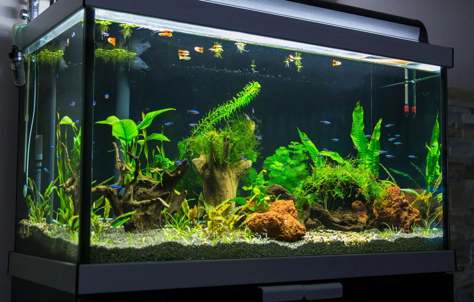 How to Heat Up A Fish Tank Without a Heater? 