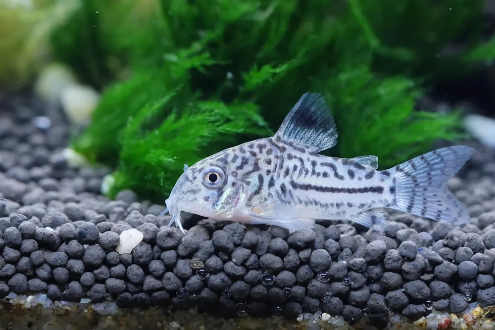 What is the Best Food for Cory Catfish? 