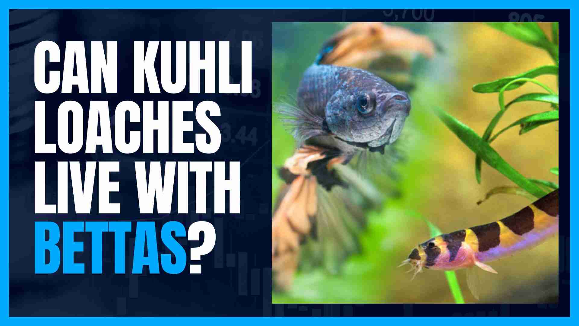 can Kuhli Loaches live with bettas