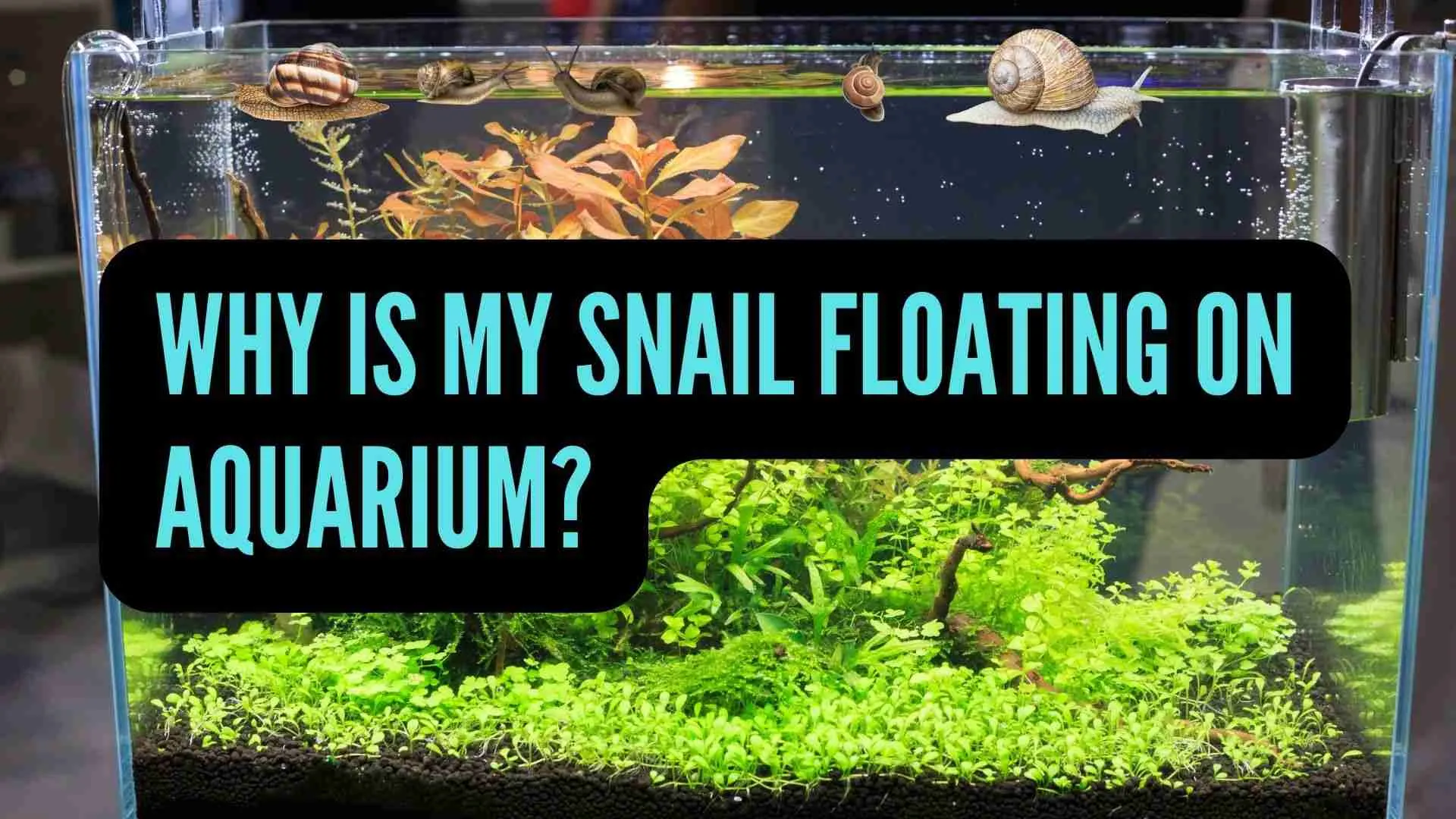 Why is my Snail Floating on Aquarium?
