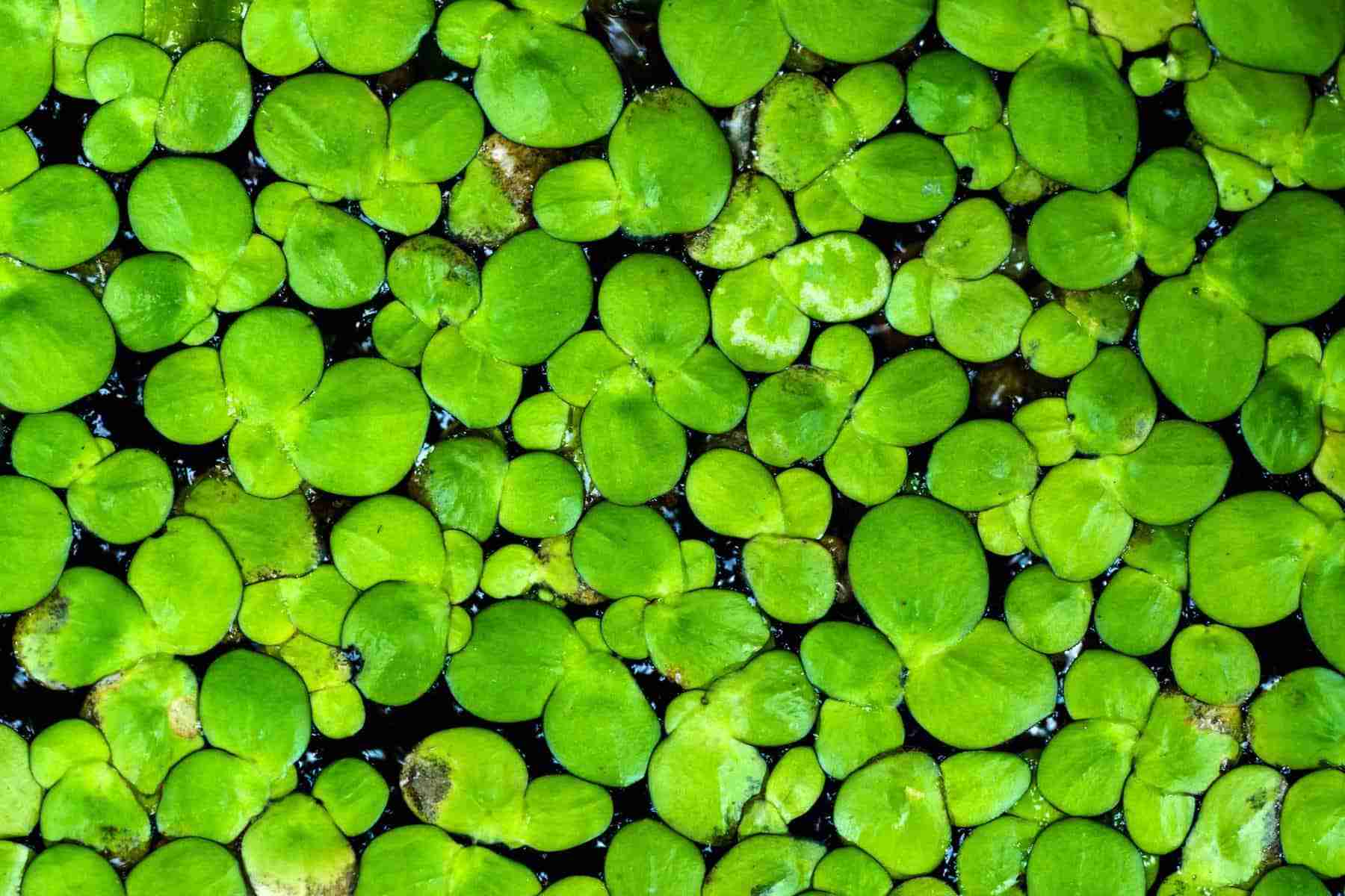 Is Duckweed Bad for Aquariums? Yes and No!