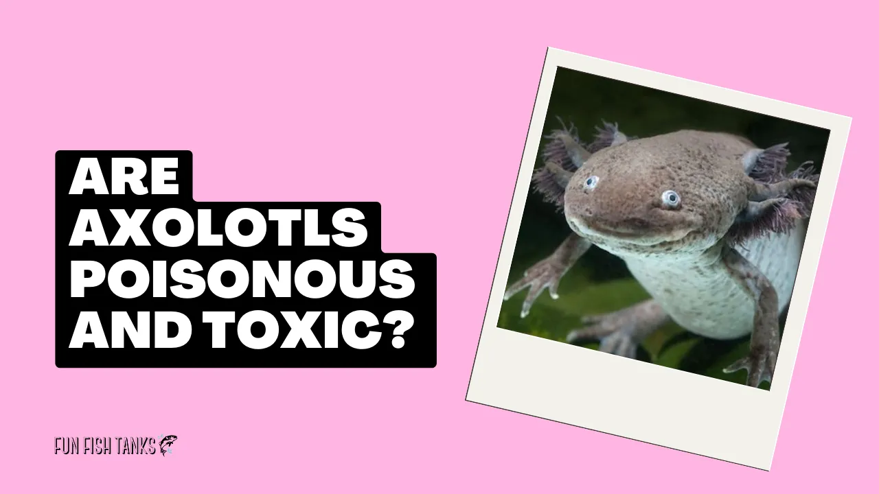 Are Axolotls Poisonous and Toxic