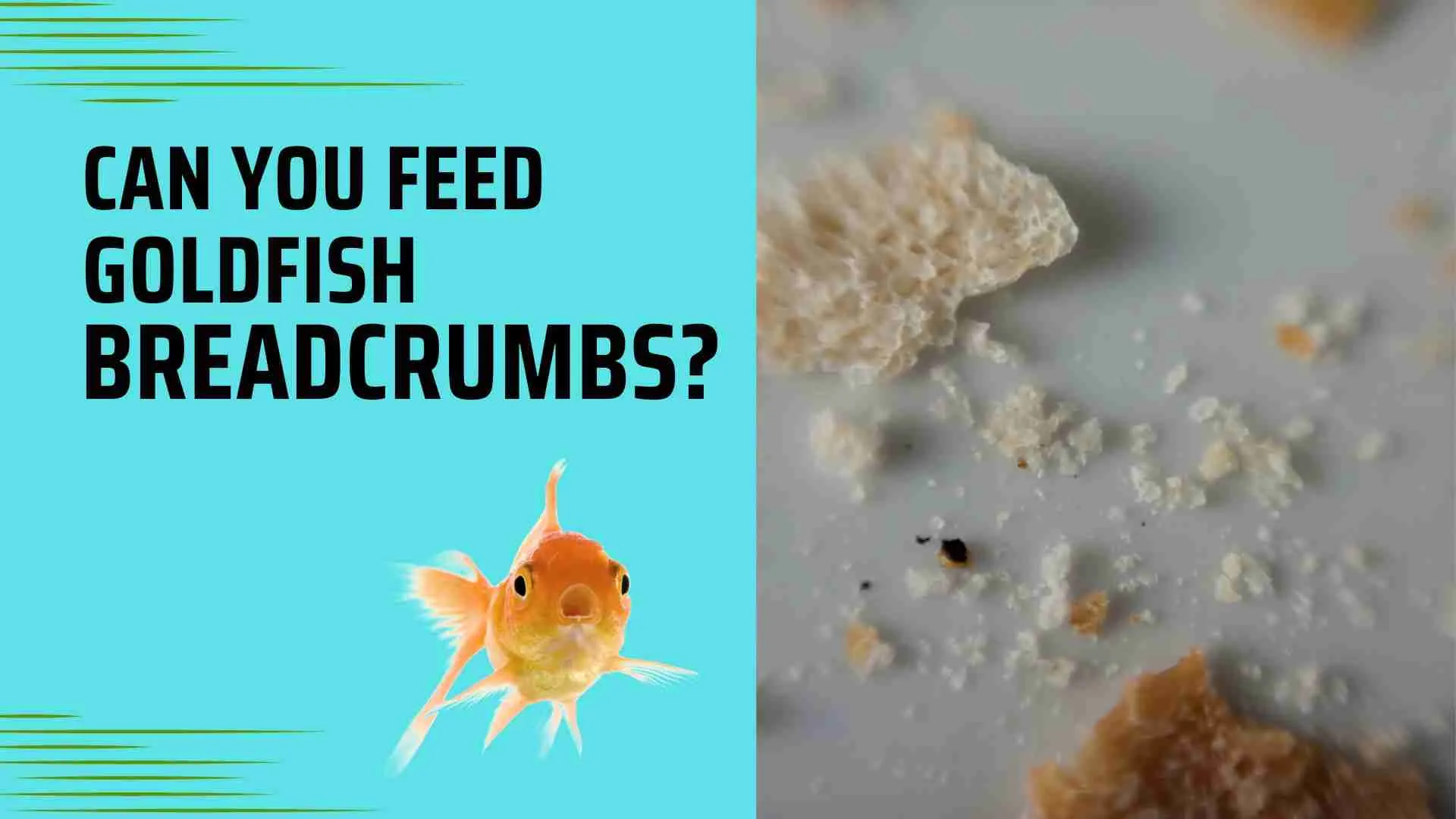 Can you feed goldfish breadcrumbs