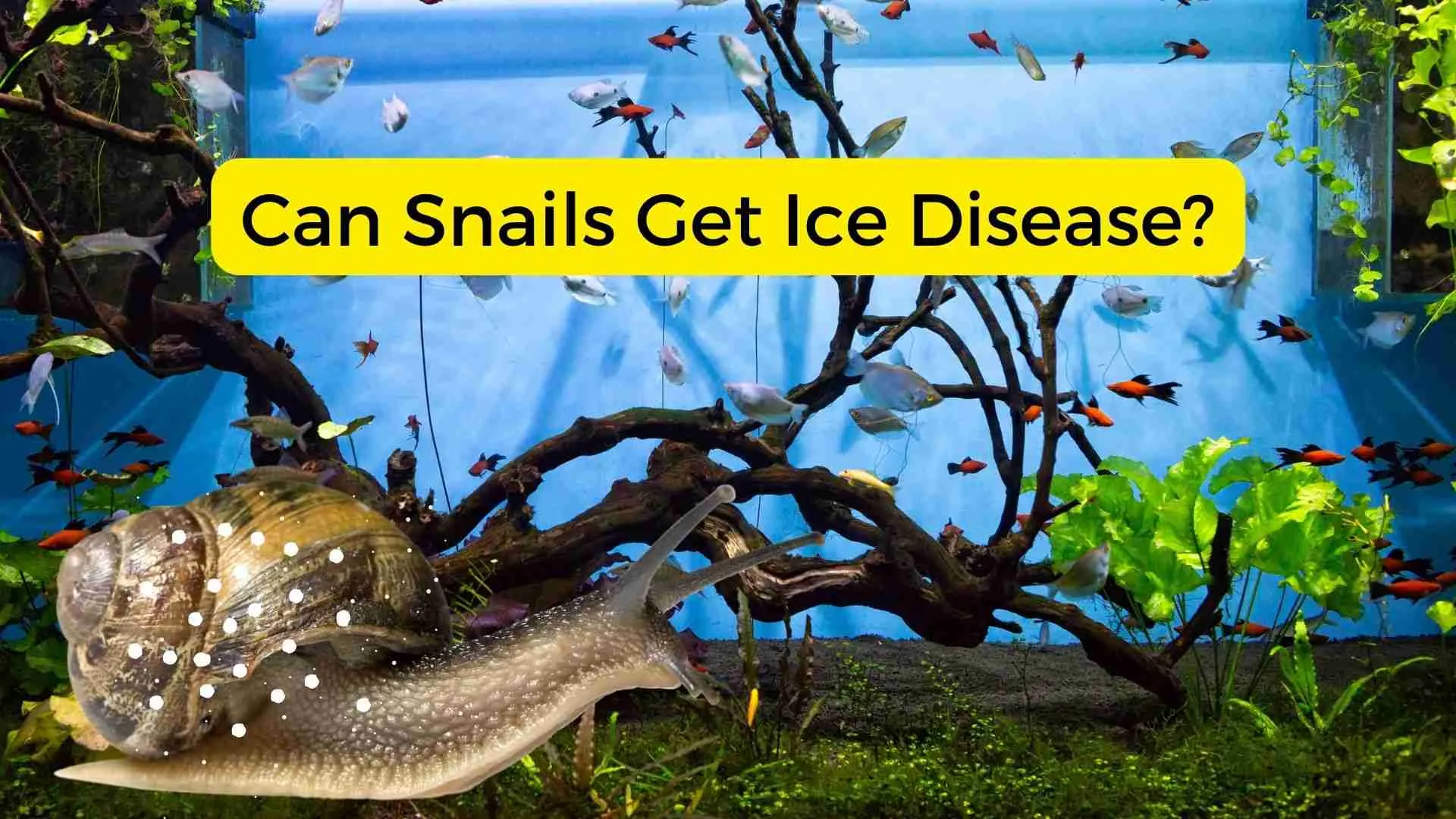 Can Snails Get Ich Disease