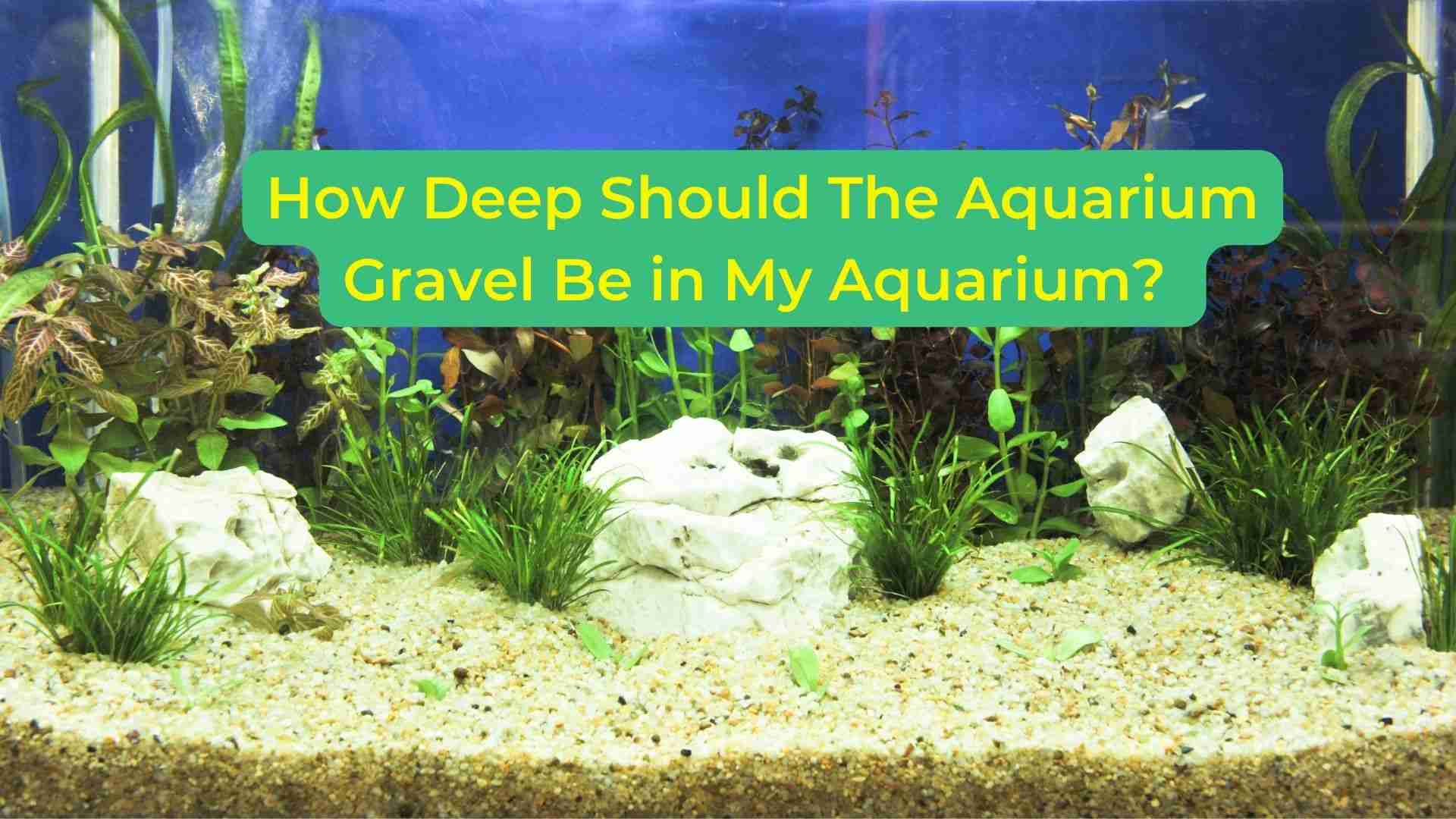 How Deep Should The Aquarium Gravel Be in My Aquarium