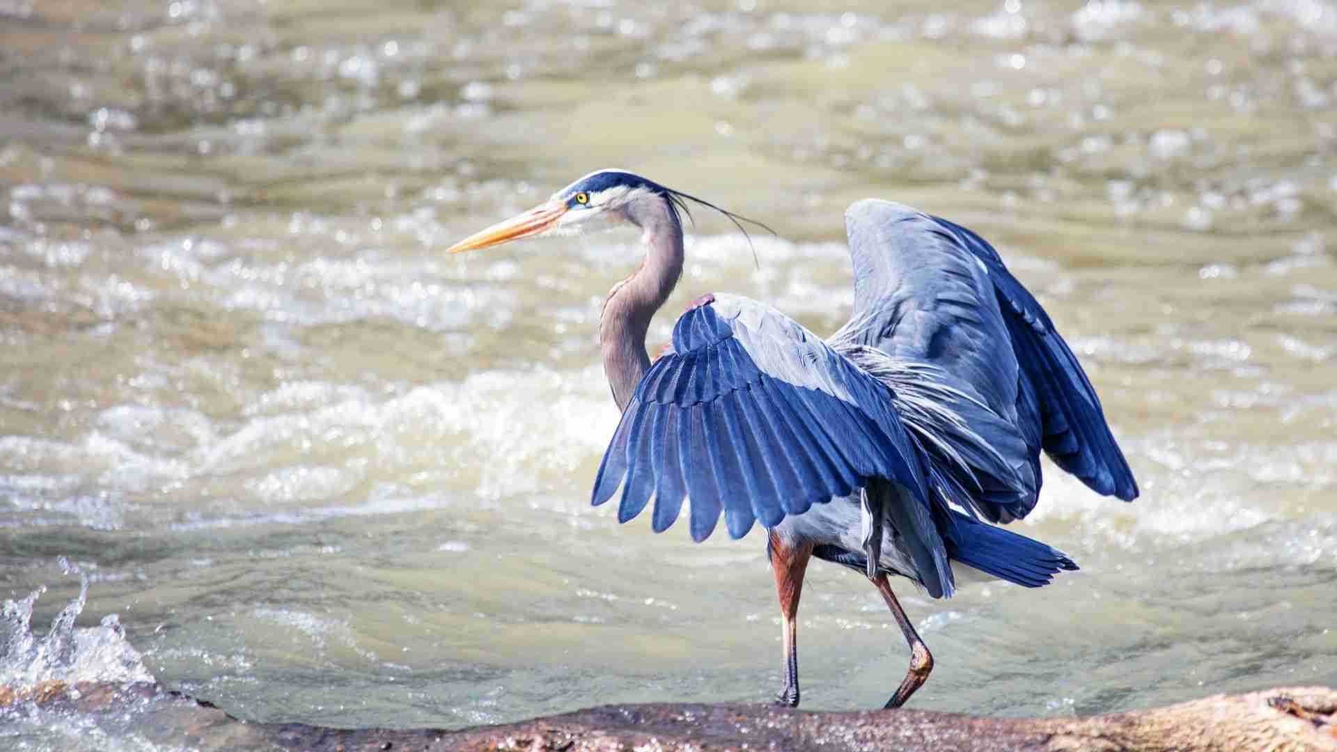 How Do I Protect My Fish Pond From Herons? (6 Methods)