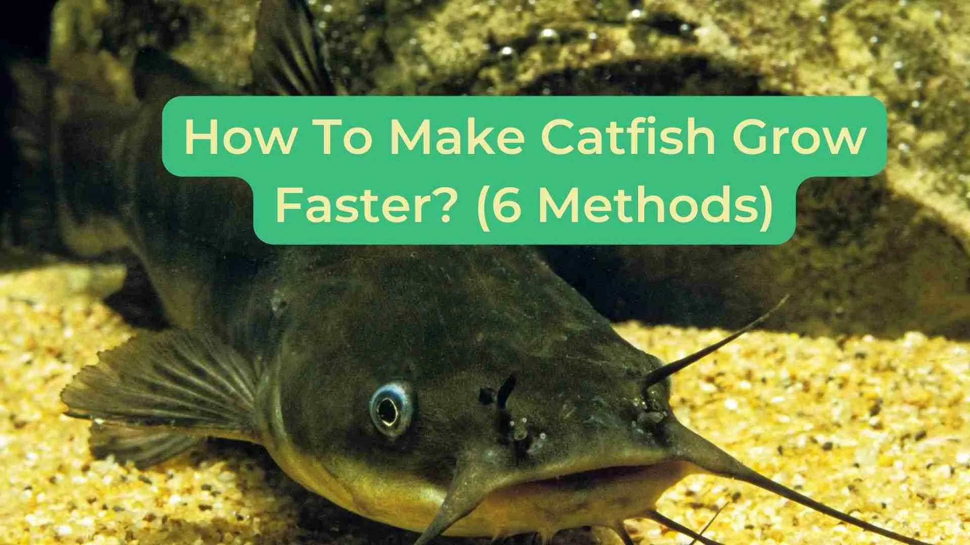 How To Make Catfish Grow Faster