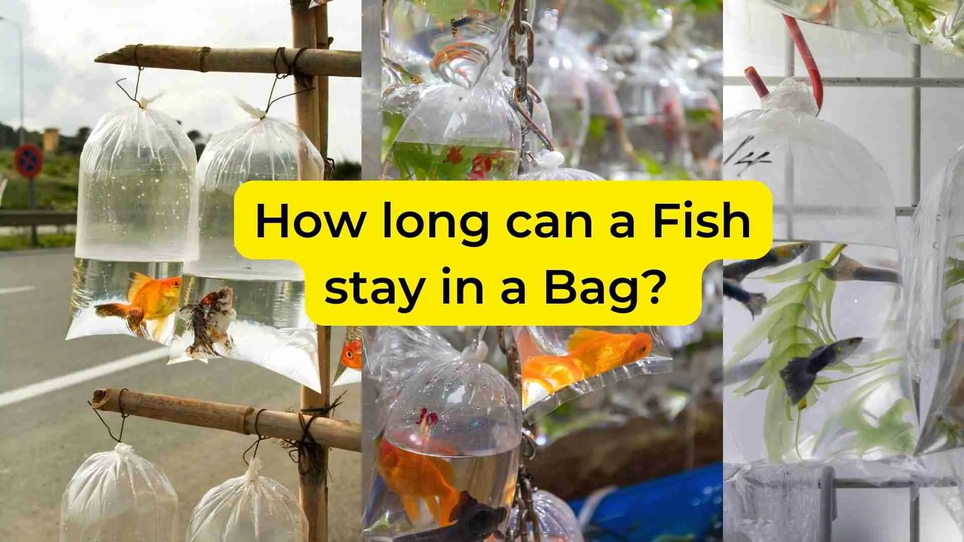 How long can a Fish stay in a Bag? (8 Considerations to Know!)