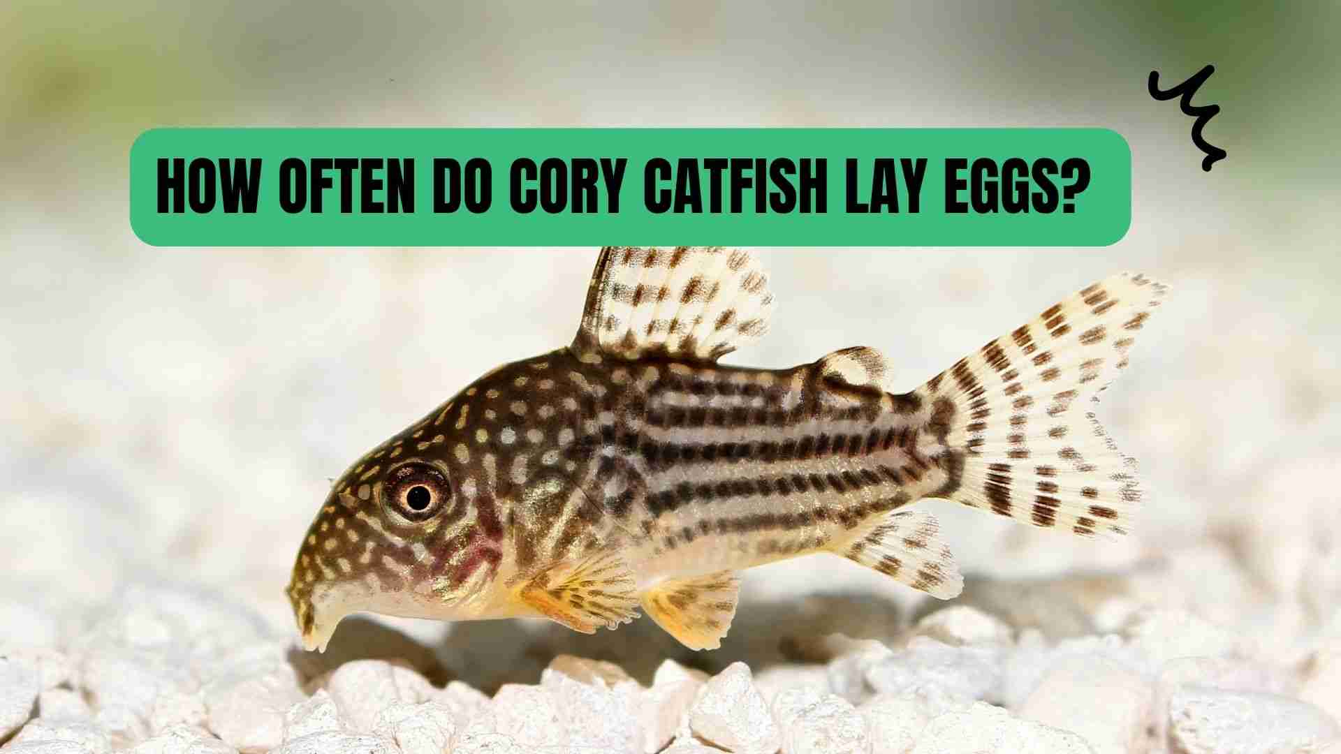How Many times do Cory Catfish lay eggs?