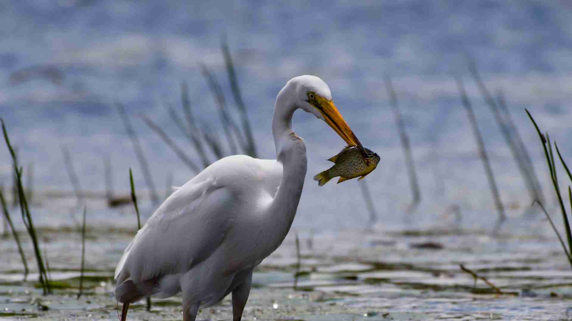 How to Keep Egrets away from ponds