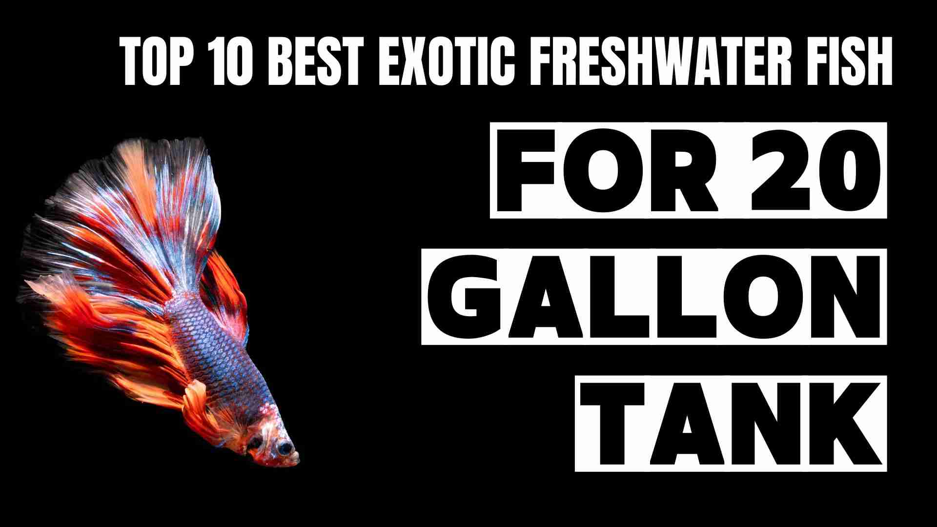 Top 10 Best Exotic Freshwater Fish