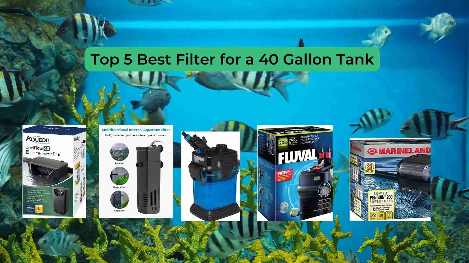 Top 5 Best Filter for a 40 Gallon Tank