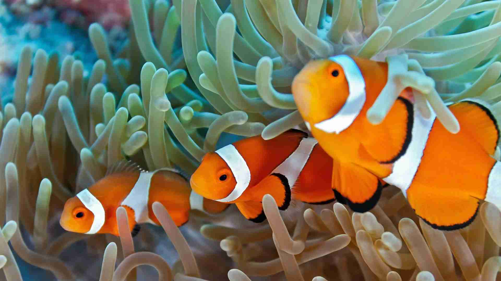 How many Clownfish can live together