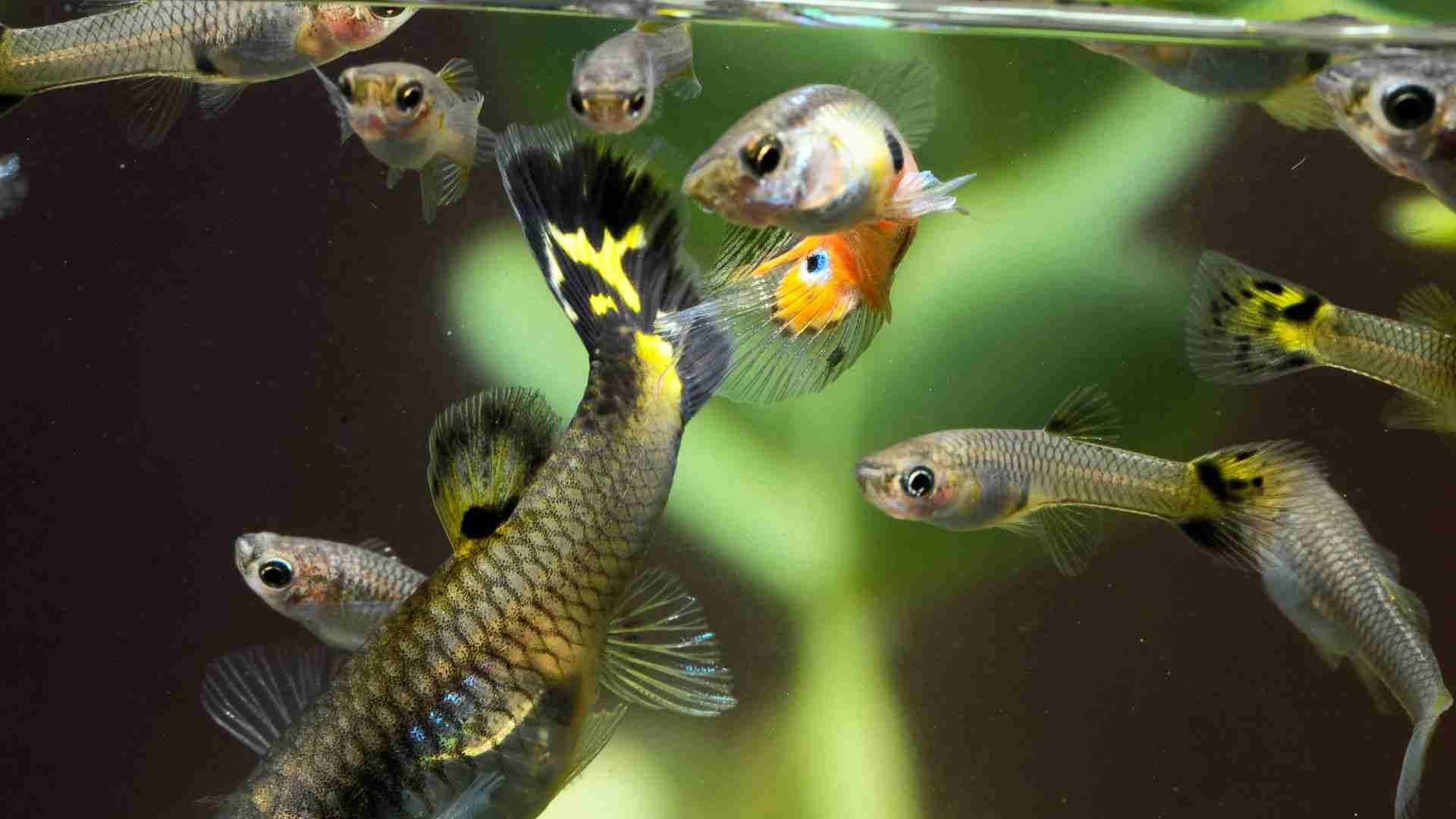 What is the Easiest Freshwater Fish to Breed