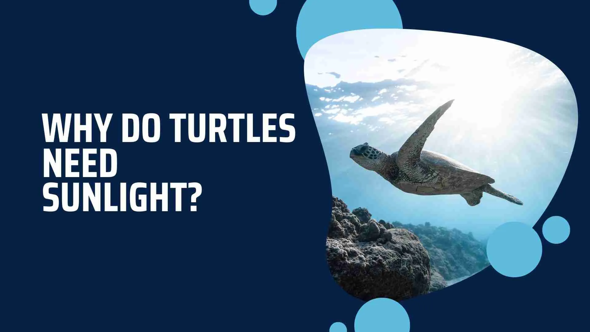 Why Do Turtles Need Sunlight
